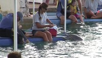 Delphintherapie Curacao 2013: Bild 1 von 108