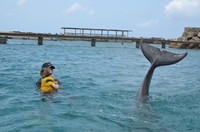 Delphintherapie Curacao 2013: Bild 32 von 108