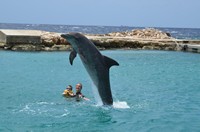 Delphintherapie Curacao 2013: Bild 94 von 108