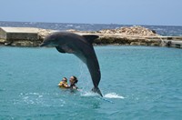 Delphintherapie Curacao 2013: Bild 95 von 108
