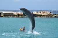 Delphintherapie Curacao 2013: Bild 96 von 108