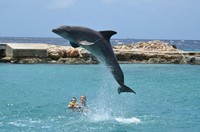 Delphintherapie Curacao 2013: Bild 97 von 108
