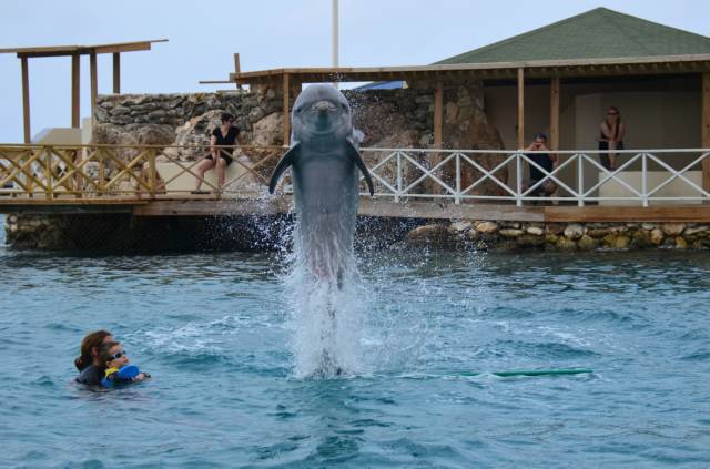 Delphintherapie Curacao 2014: Bild 28 von 66