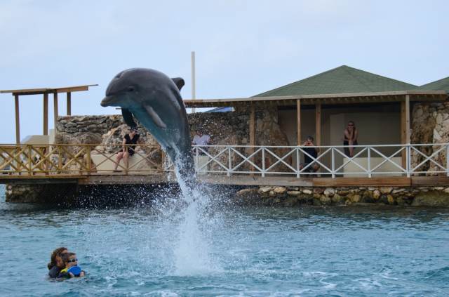 Delphintherapie Curacao 2014: Bild 30 von 66