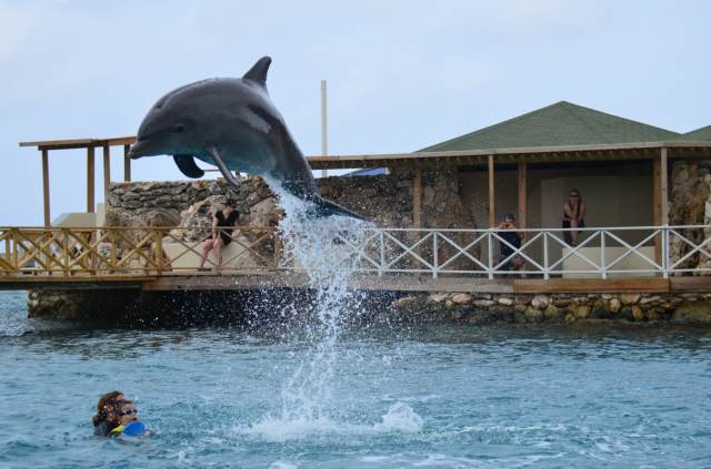 Delphintherapie Curacao 2014: Bild 31 von 66