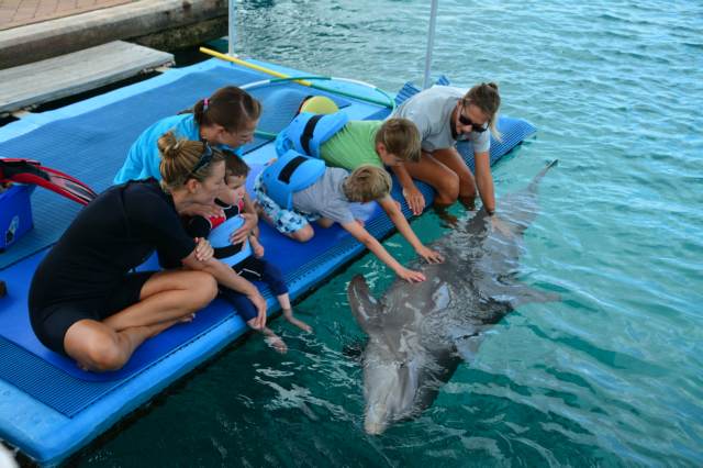 Delphintherapie Curacao 2015: Bild 7 von 47